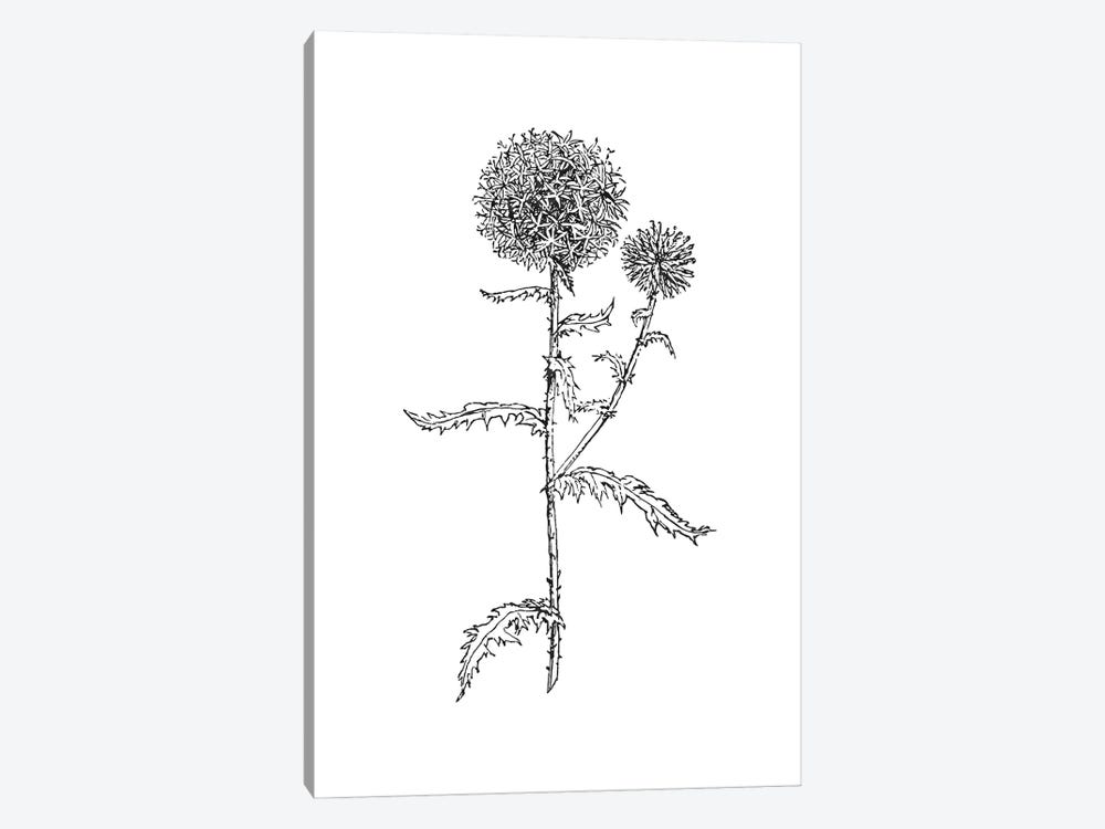 Thistle II Black by Willow & Olive 1-piece Canvas Artwork