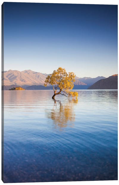 New Zealand, South Island, Otago, Wanaka, Lake Wanaka, solitary tree, dawn I Canvas Art Print
