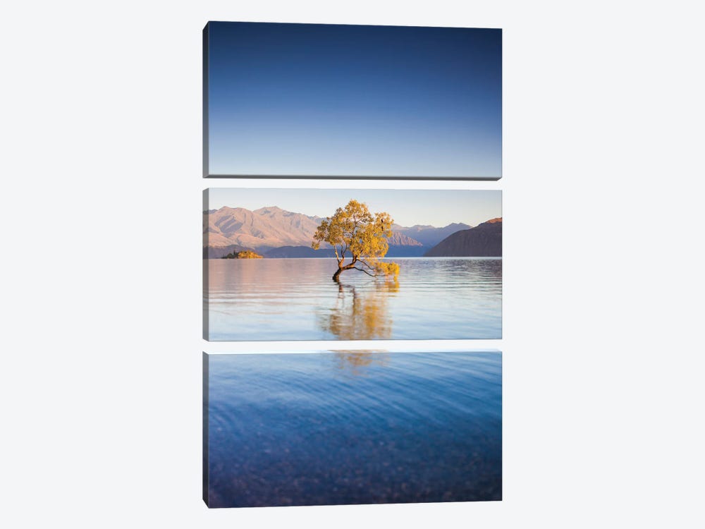 New Zealand, South Island, Otago, Wanaka, Lake Wanaka, solitary tree, dawn I by Walter Bibikow 3-piece Canvas Print