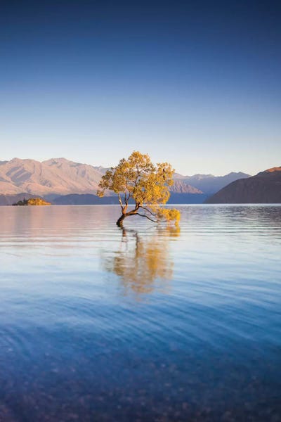 Walter Bibikow: New Zealand, South Island, Otago, Wanaka, Lake Wanaka, solitary tree, dawn I by Walter Bibikow