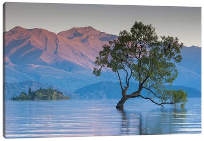 New Zealand, South Island, Otago, Wanaka, Lake Wanaka, solitary tree, dawn II Canvas Art Print - Walter Bibikow