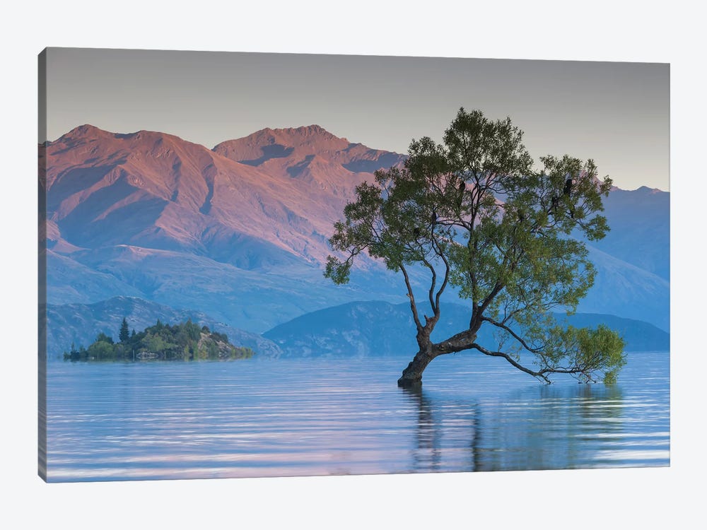 New Zealand, South Island, Otago, Wanaka, Lake Wanaka, solitary tree, dawn II by Walter Bibikow 1-piece Canvas Art