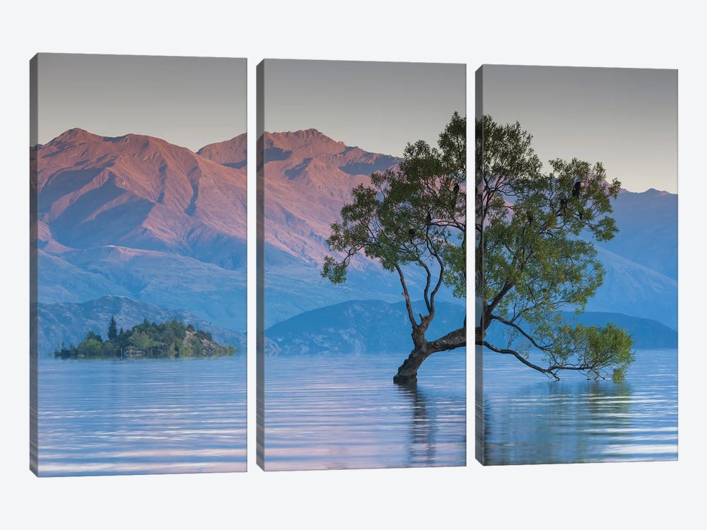 New Zealand, South Island, Otago, Wanaka, Lake Wanaka, solitary tree, dawn II by Walter Bibikow 3-piece Canvas Wall Art
