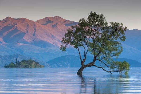 Walter Bibikow: New Zealand, South Island, Otago, Wanaka, Lake Wanaka, solitary tree, dawn II by Walter Bibikow