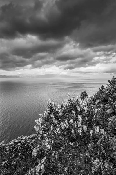 Portugal, Azores, Pico Island, Terra Alta. Miradouro da Terra Alta, viewpoint to Sao Jorge Island