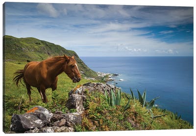 Portugal, Azores, Santa Maria Island, Maia. Horse in coastal pasture Canvas Art Print - Walter Bibikow