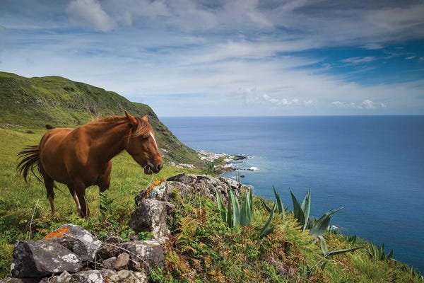 Walter Bibikow: Portugal, Azores, Santa Maria Island, Maia. Horse in coastal pasture by Walter Bibikow