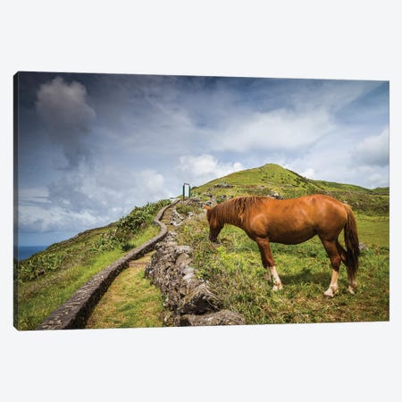Portugal, Azores, Santa Maria Island, Maia. Horse in coastal pasture Canvas Print #WBI172} by Walter Bibikow Canvas Art