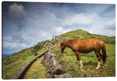 Portugal, Azores, Santa Maria Island, Maia. Horse in coastal pasture Canvas Art Print