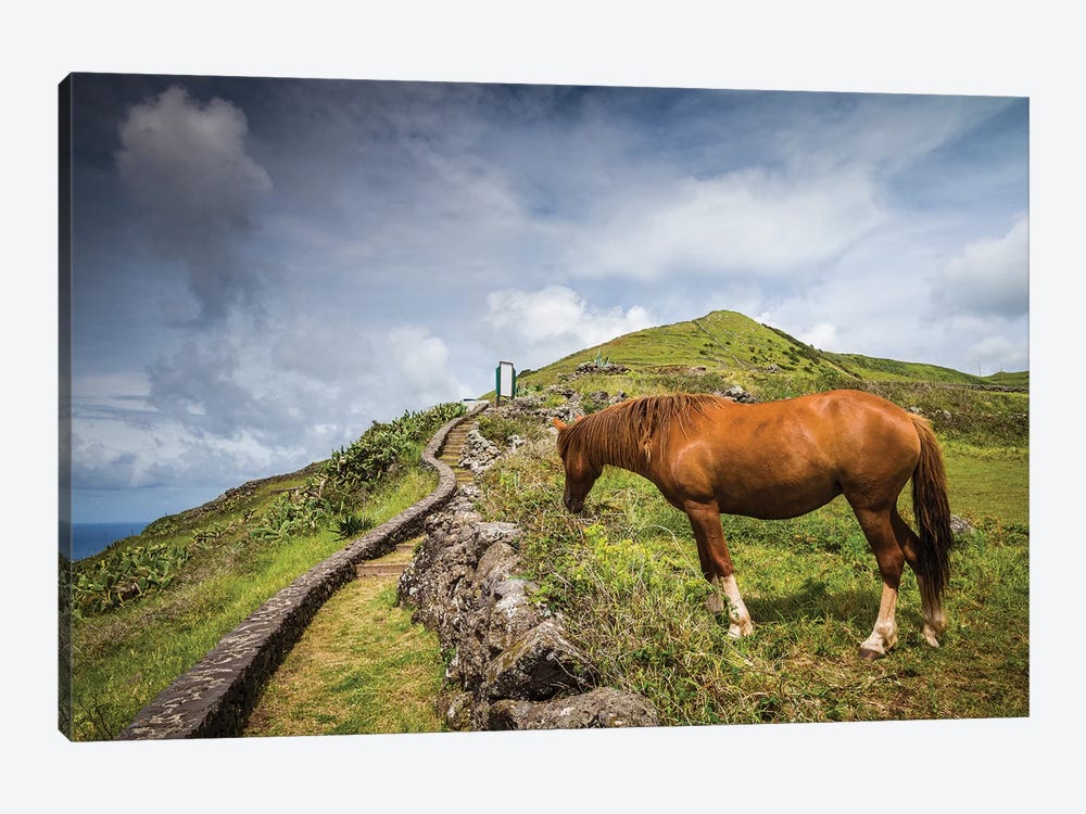 Portugal, Azores, Santa Maria Island, Maia. Horse in coastal pasture by Walter Bibikow 1-piece Canvas Print