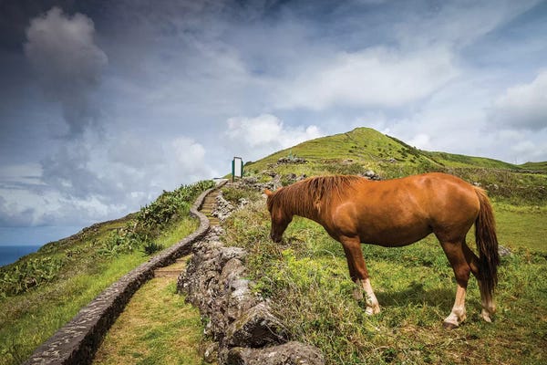 Walter Bibikow: Portugal, Azores, Santa Maria Island, Maia. Horse in coastal pasture by Walter Bibikow