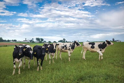 USA, Pennsylvania, Ronks. cows by Walter Bibikow art print