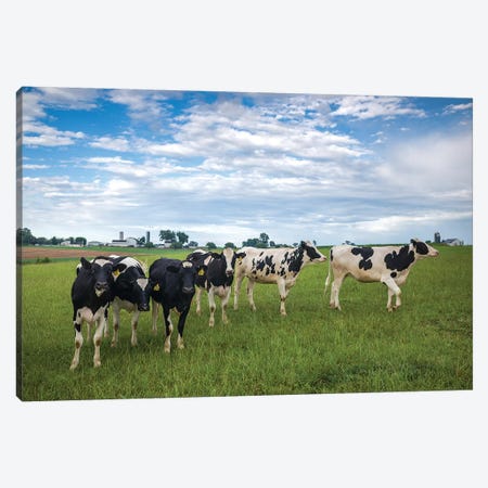 USA, Pennsylvania, Ronks. cows Canvas Print #WBI178} by Walter Bibikow Canvas Art