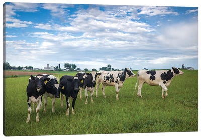 USA, Pennsylvania, Ronks. cows Canvas Art Print - Walter Bibikow