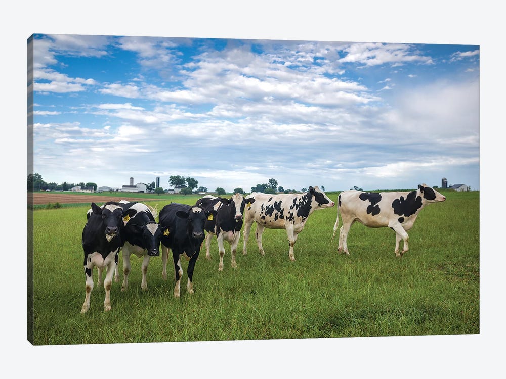 USA, Pennsylvania, Ronks. cows by Walter Bibikow 1-piece Art Print