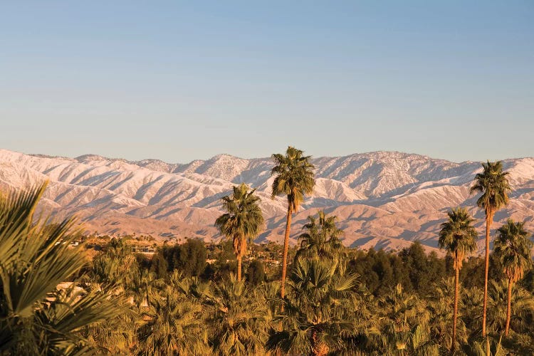 USA, California, Palm Springs. Palms and San Bernardino Mountains, sunrise.