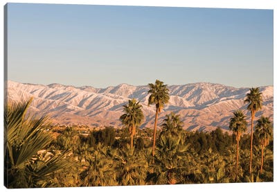 USA, California, Palm Springs. Palms and San Bernardino Mountains, sunrise. Canvas Art Print - Walter Bibikow