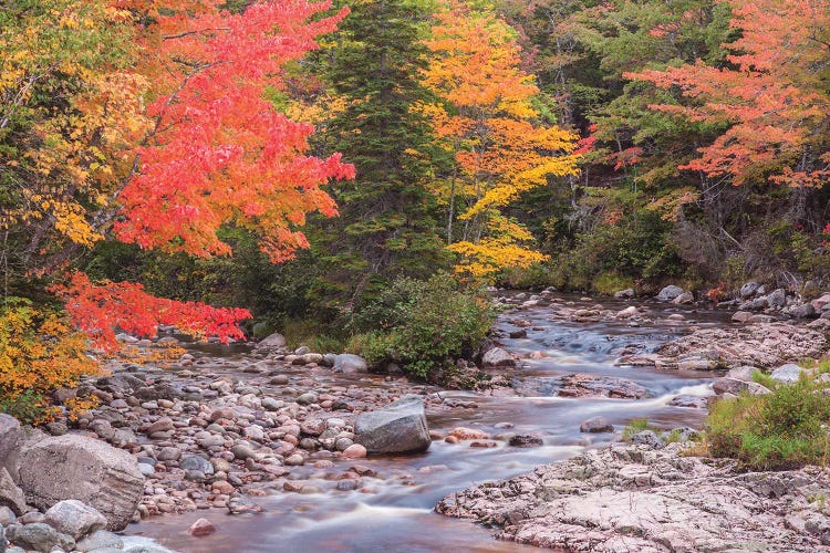 Canada, Nova Scotia, Cabot Trail. Neils Harbour, Cape Breton Highlands National Park, small stream in autumn.