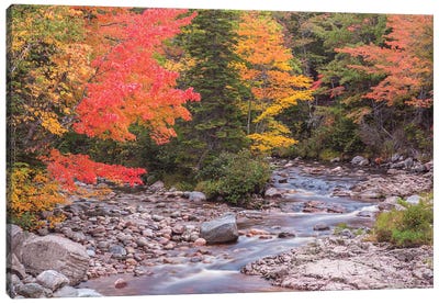Canada, Nova Scotia, Cabot Trail. Neils Harbour, Cape Breton Highlands National Park, small stream in autumn. Canvas Art Print - Nova Scotia