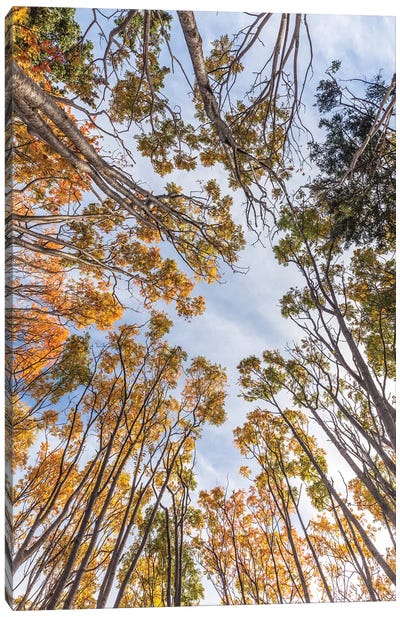Canada, Nova Scotia, Walton. Trees in autumn. Canvas Art Print - Nova Scotia