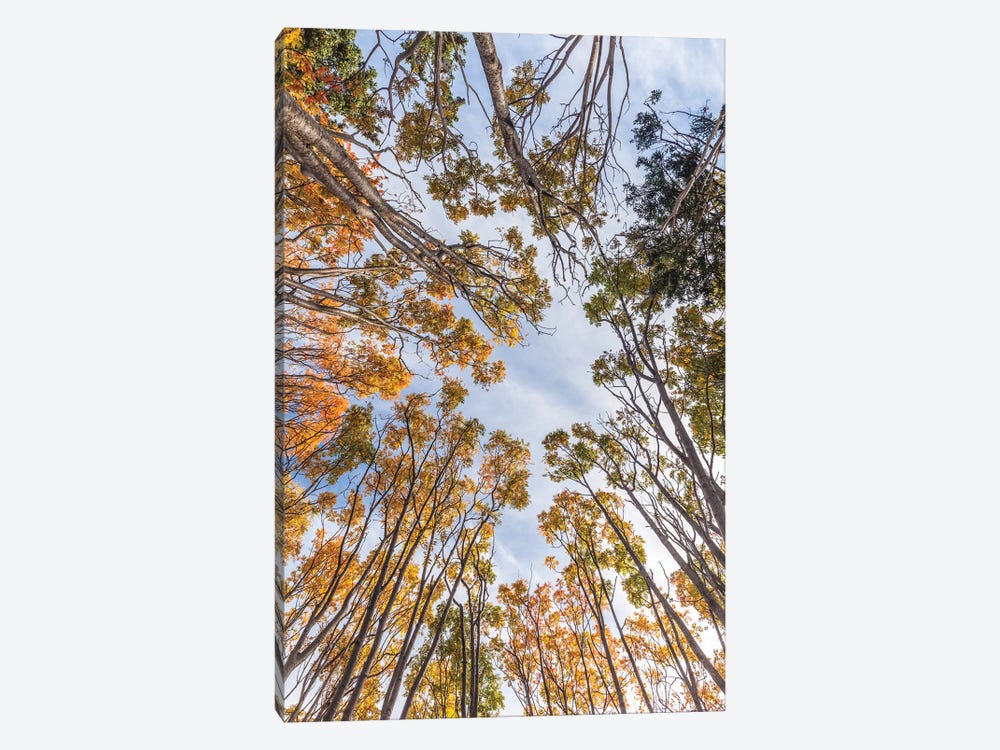 Canada, Nova Scotia, Walton. Trees in autumn. by Walter Bibikow 1-piece Canvas Art Print