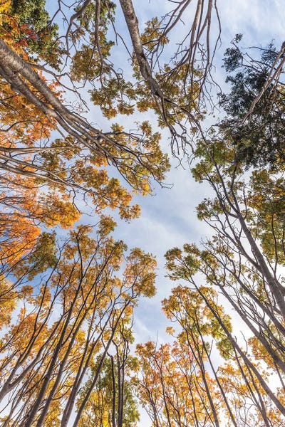 Walter Bibikow: Canada, Nova Scotia, Walton. Trees in autumn. by Walter Bibikow