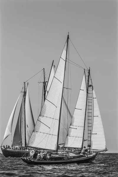USA, Massachusetts, Cape Ann, Gloucester. Gloucester Schooner Festival, schooner parade of sail. by Walter Bibikow art print