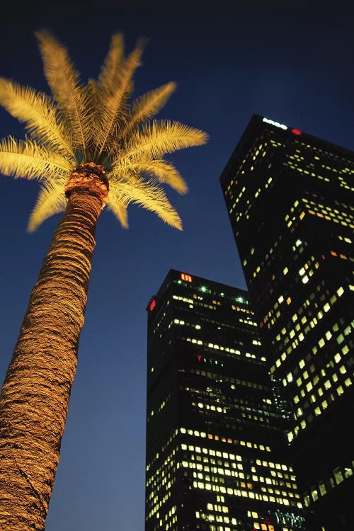 Low-Angle View Of An Illuminated Palm Tree, Los Angeles, California, USA