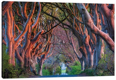 Ireland, County Antrim, Ballymoney, The Dark Hedges road Canvas Art Print - Tree Close-Up Art