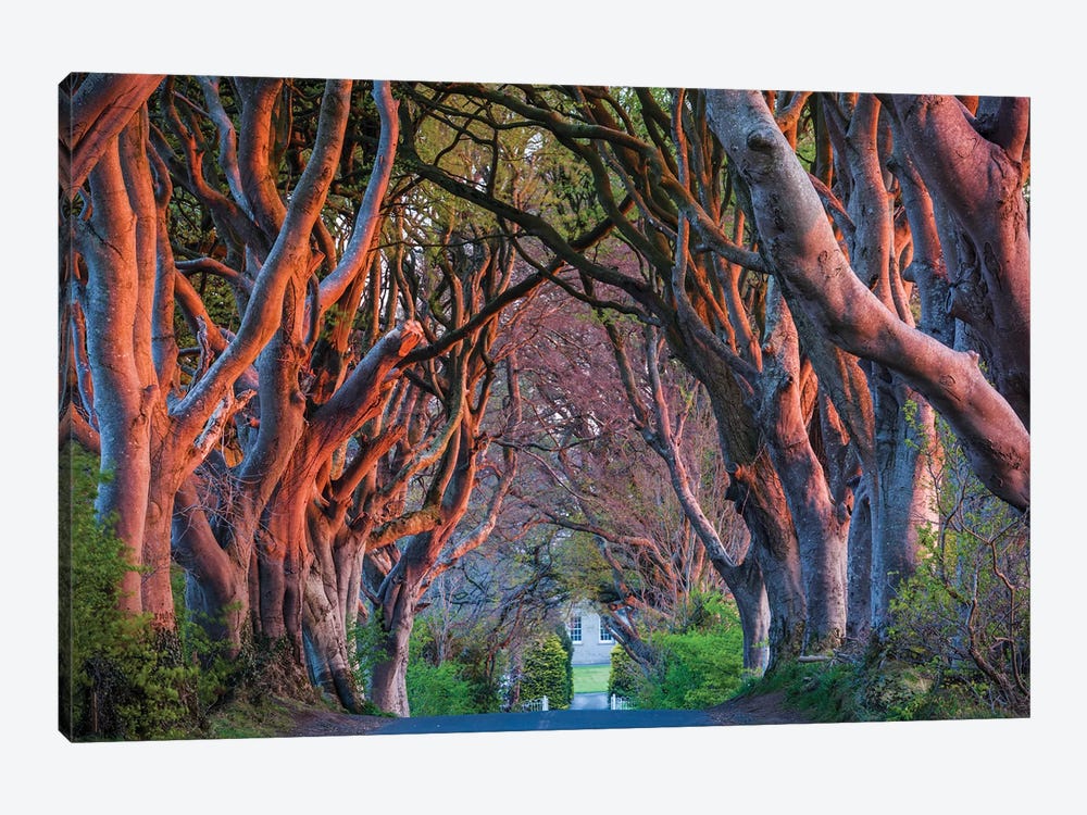Ireland, County Antrim, Ballymoney, The Dark Hedges road by Walter Bibikow 1-piece Canvas Wall Art