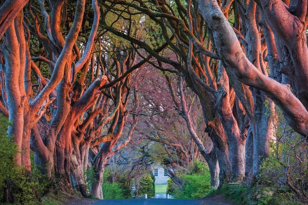 Tunnels: Ireland, County Antrim, Ballymoney, The Dark Hedges road by Walter Bibikow