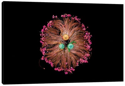 Colors Of Life Canvas Art Print - 1x Floral and Botanicals