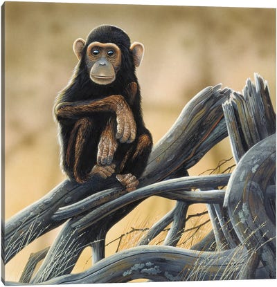 Chimpanzee Canvas Art Print - Jan Weenink