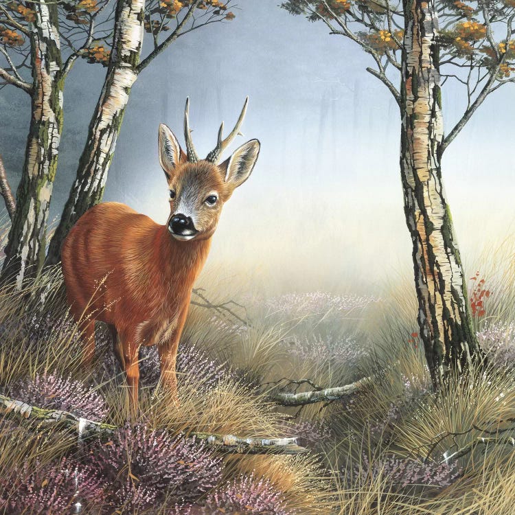 Deer In Forest