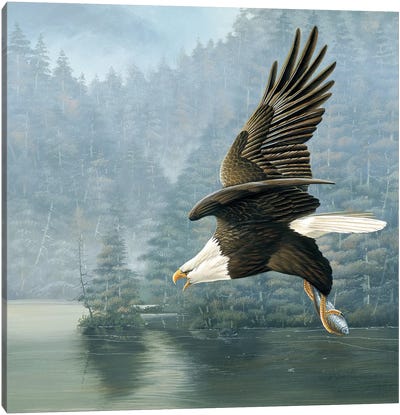 Flying Eagle Canvas Art Print - Jan Weenink