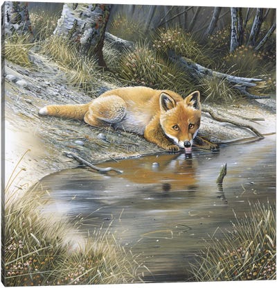 A Fox Drinking Water Canvas Art Print - Jan Weenink