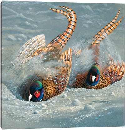 Gold Pheasant Canvas Art Print - Jan Weenink