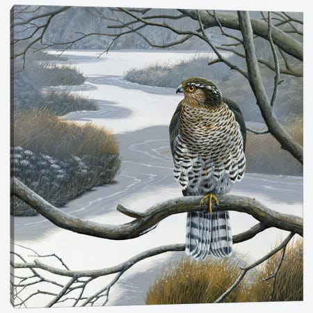 Hawk In A Tree Canvas Print #WEE22} by Jan Weenink Canvas Wall Art