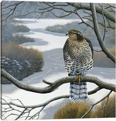 Hawk In A Tree Canvas Art Print - Buzzard & Hawk Art