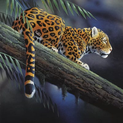 Jaguar Pictures And Paintings And Prints