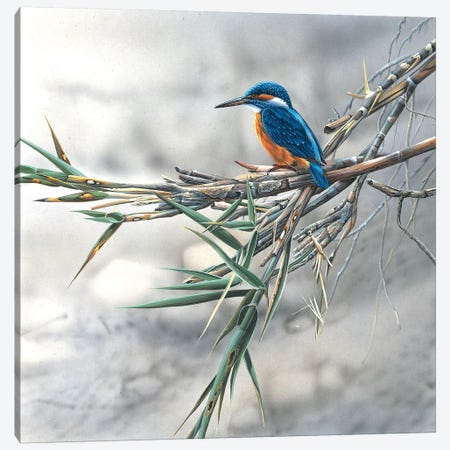 Kingfisher Canvas Print #WEE27} by Jan Weenink Art Print
