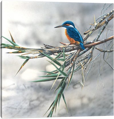 Kingfisher Canvas Art Print - Jan Weenink