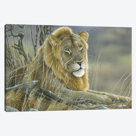 Lion Canvas Print #WEE28} by Jan Weenink Canvas Artwork