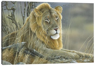 Lion Canvas Art Print - Jan Weenink