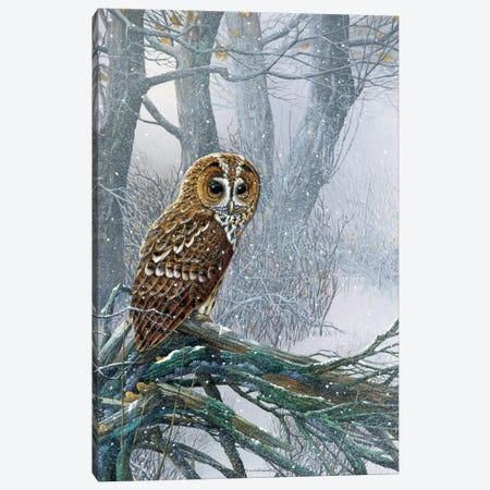 Owl In A Snowy Forest Canvas Print #WEE31} by Jan Weenink Art Print