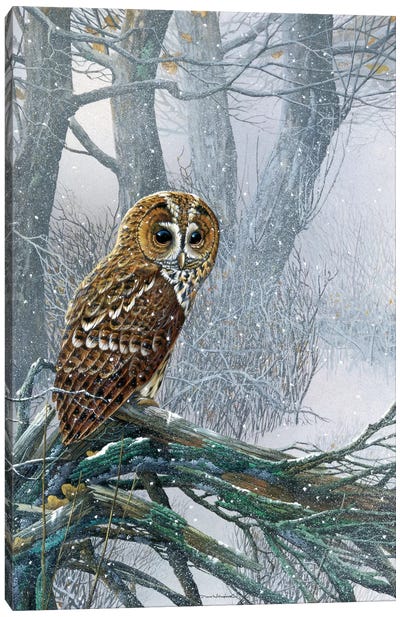 Owl In A Snowy Forest Canvas Art Print - Evergreen & Burlap