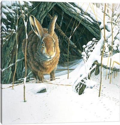 Rabbit Canvas Art Print - Jan Weenink