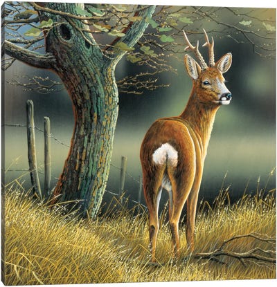 Reindeer Canvas Art Print - Deer Art