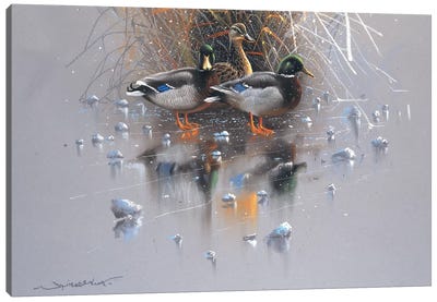 Three Ducks Canvas Art Print