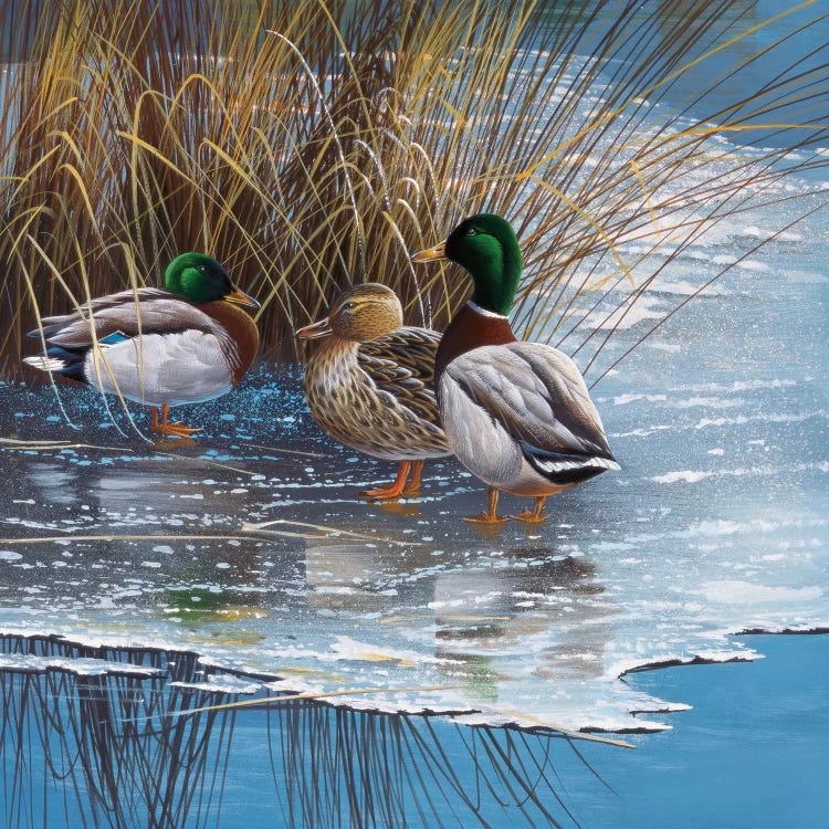 Three Ducks On Ice